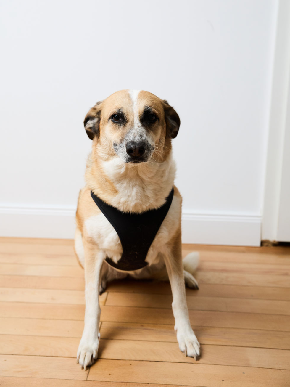 Hund mit braun-weißem Fell macht Platz